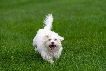 Very cute and adorable small dog playing and running in the grass.
