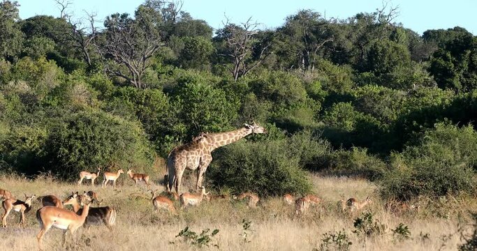 Majestic South African giraffe, Botswana Africa safari wilflife
