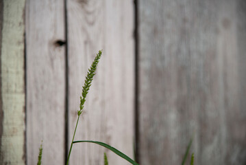 beautiful vertical photography blurred background abstract main object out of focus flowers, twigs leaves in minimalist style green leaves grass meadow against the background of a gray wooden fence