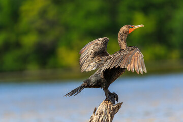 Cormorant drying wings wit the sun