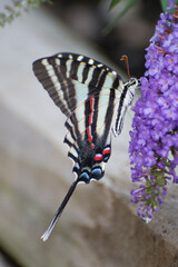 Butterfly 2020-28a / Zebra Swallowtail (Eurytides marcellus)