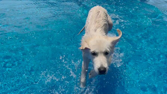 (Slow Motion) White Golden Retriever puppy enjoying a refreshing swim in a pool.