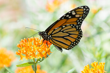 Butterfly 2020-87 / Monarch butterfly (Danaus plexippus) on milkweed