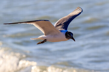 seagull in flight