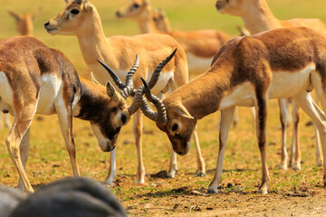Fighting male antelopes - obrazy, fototapety, plakaty