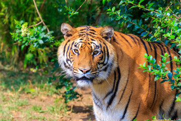 Siberian tiger looking at camera