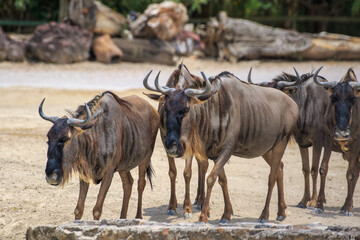 gnu in the zoo