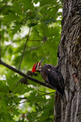 black and red woodpecker searching for food in a tree