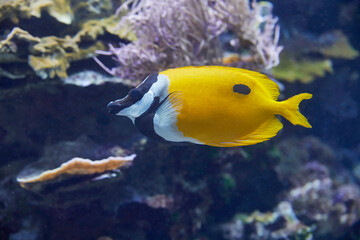 Fototapeta na wymiar Beautiful yellow rabbitfish, (Siganus vulpinus).