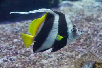 Fototapeta na wymiar Striped common banner fish swimming in reef, (Heniochus acuminatus).