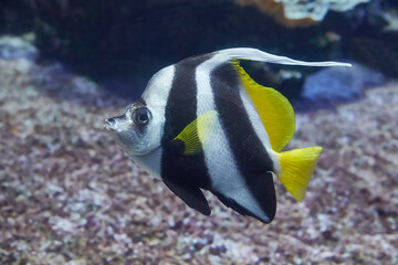 Naklejka na ściany i meble Striped common banner fish swimming in reef, (Heniochus acuminatus).