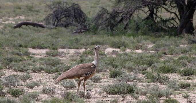 Kori Bustard in african bush, kalahari South Africa