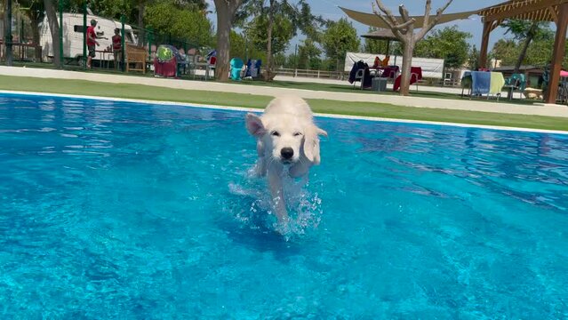 (Slow Motion) White Golden Retriever puppy enjoying a refreshing swim in a pool.