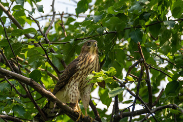 cooper's hawk perched in a tree looking for its prey