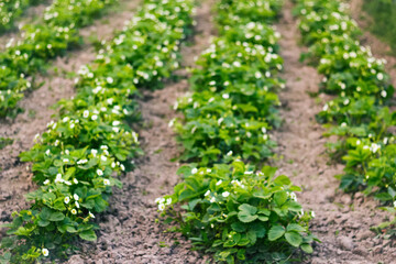 Fototapeta na wymiar Defocus strawberry plant on field. Harvesting ripe strawberries in the field. Strawberry field. Fresh ripe red strawberry. Bush grow in the garden. Bio. Without chemistry and nitrates. Out of focus
