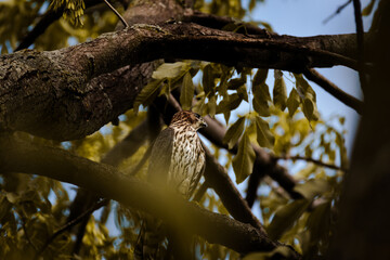 cooper's hawk perched in a tree looking for its prey