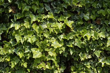 Obraz premium いちめんの葉っぱ へデラ アイビー グラフィック素材