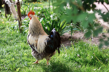 Defocus rooster chicken on a green nature background. Back view. Garden. Out of focus