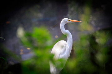 great white heron