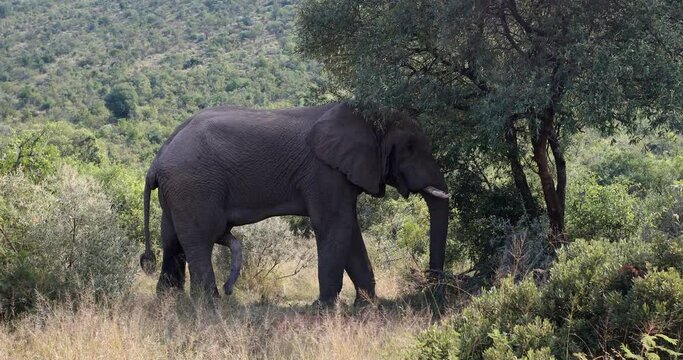 Wild African Elephant ready for mating, South Africa