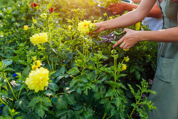 Women gardeners pick fresh yellow dahlias in summer garden using pruner. Cut flowers harvest