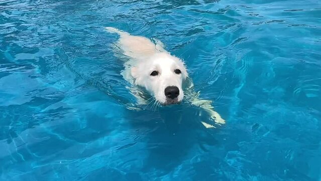 (Slow Motion 240fps) White Golden Retriever puppy enjoying a refreshing swim in a pool.