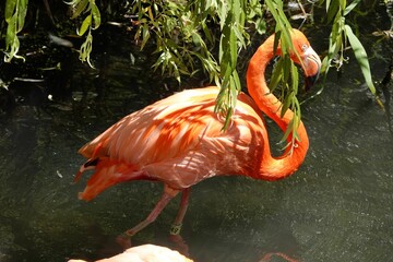 Beautiful flamingo on the water under green leaves