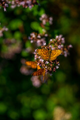 A wonderful Brenthis hecate butterfly sitting on a summer morning on a garden flower, endangered insect concept