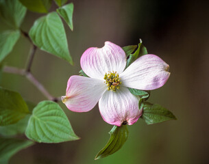 Dogwood Blossom closeup, spring, Tennessee