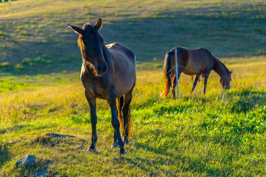horses on the pasture in the mountains in sunset light, Slovakia, Europe, hucul horses grazing in the evening