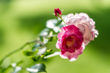 Roses in blossom, summer background