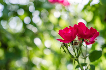 Fototapeta na wymiar Roses in blossom, summer background