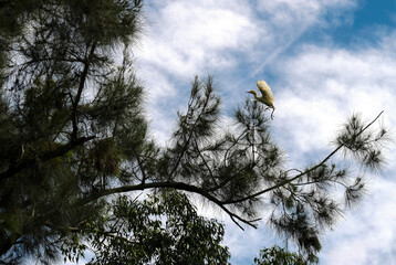 Cattle Egret (Bubulcus ibis)