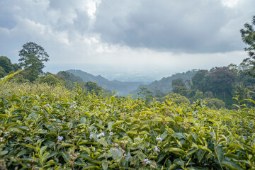 Landscape of tea garden when spring team with cloudy vibes. the photo perfect for family holidays background, nature pamphlet and advertising brochure.