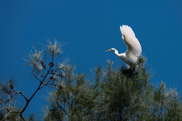 Egret (Ardea alba)