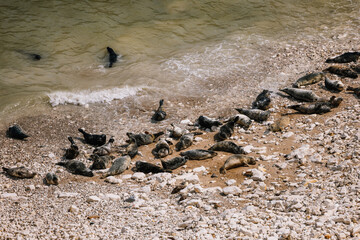 Group of seals on the beach