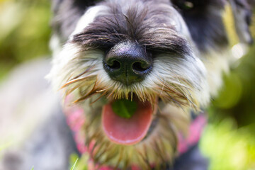 Puppy Zwergschnauzer with open mouth and pink tongue. A dog's muzzle close up on a green...