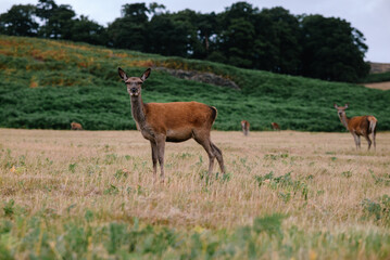 Naklejka na ściany i meble Deer in the meadow looking at the camera
