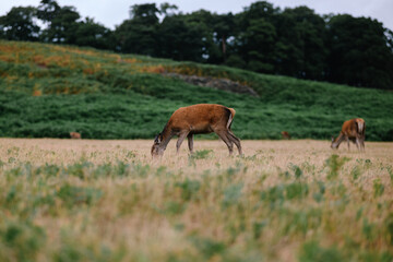 Naklejka na ściany i meble Deer grazing in a field