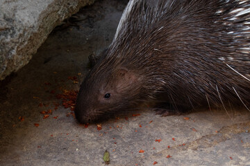Close up Cute Malayan Porcupine