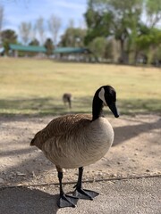 Goose Geese in the park