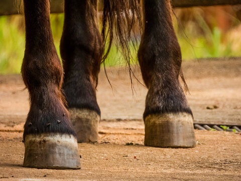 Brown horse hooves, coronet and fetlock. Flies on its feet.