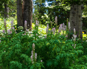 Corydalis blooming along the shore of Lake Irwin - near Crested Butte, Colorado