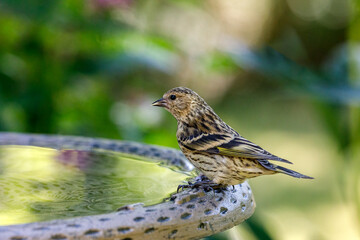 Pine Siskin perched on edge of birdbath with colorful background