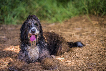 2022-08-07 A LARGE BLACK AND WHITE SHAGGY DOG LYING DOWN WITH ITS TOUNGE OUT AND NICE EYES WITH A BLURRY BACKGROUND AT THE MARYMOOR OFF LEASH DOG PARK IN REDMOND WASHINGTON