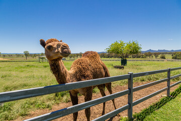 Camel enjoying the sunshine in outback Queensland