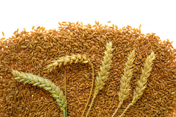 Wheat with ears of wheat isolated background. Wheat background. grain texture.