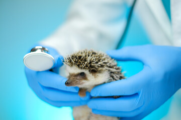 Examining Baby hedgehog with a veterinarian .Medicine for animals. African hedgehog in the hand of a doctor with a stethoscope © Yuliya
