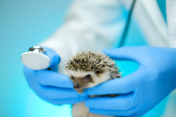hedgehog and veterinarian.Medicine for animals. African hedgehog in the hand of a doctor with a stethoscope.Examining Baby hedgehog  © Yuliya