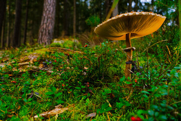 mushroom season. Mushroom in berry bushes in a spruce forest.Collection of forest mushrooms.Edible and non-edible mushrooms.Natural beautiful forest background 